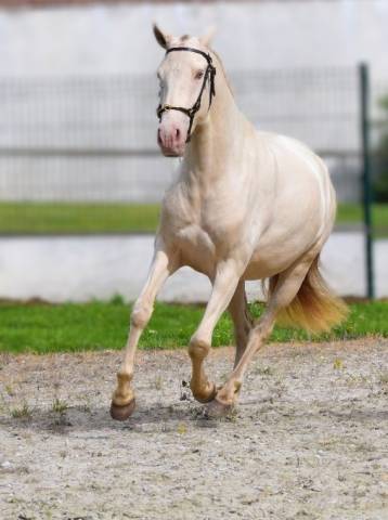 Lusitanienne psl pearl 