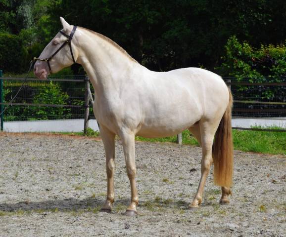 Lusitanienne psl , pouliche 3 ans, belle génétique !