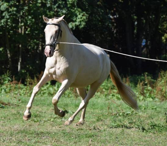 Lusitanienne psl , pouliche 3 ans, belle génétique !