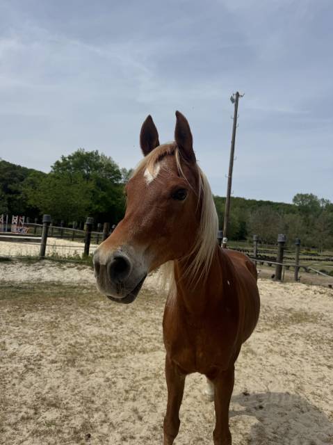 Cheval 