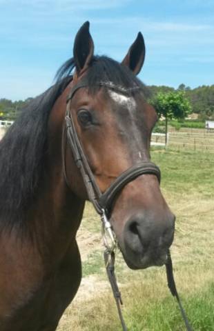 Cheval espagnol