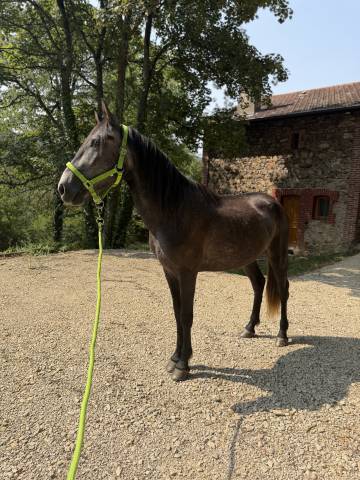 Jeune cheval entier débourré - père lusitanien pur
