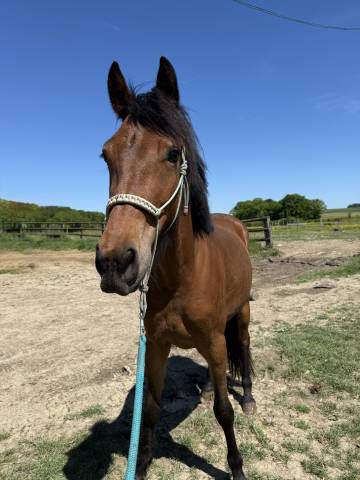 Poney nf 