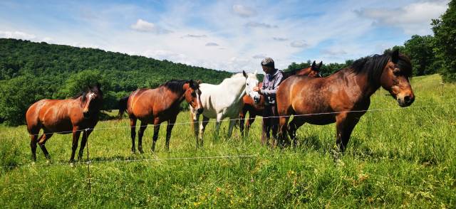 Pension au pré pour poneys, chevaux - st gaudens