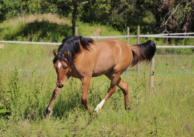 Poney 