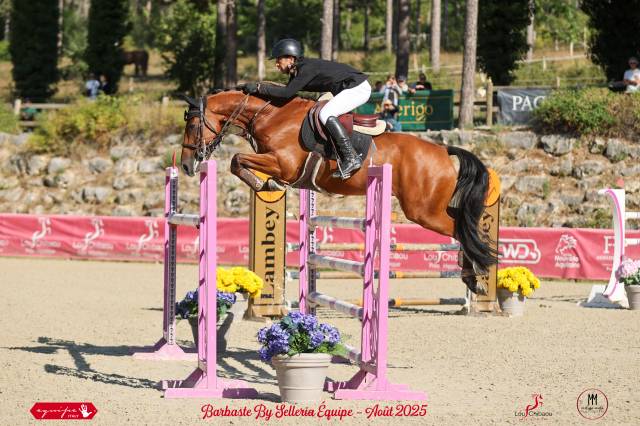 Hongre de 8 ans amateur élite et plus