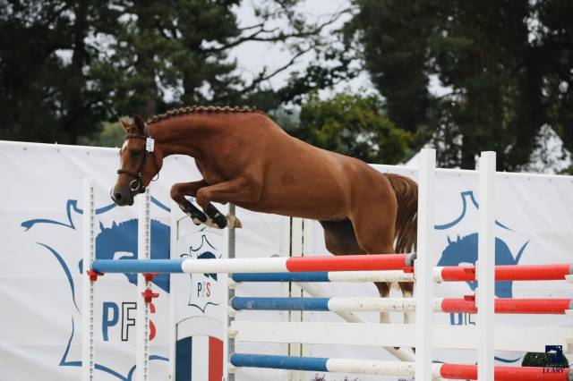 Très chic pfs 5 ans, 1m47, 18/20 aux allures 