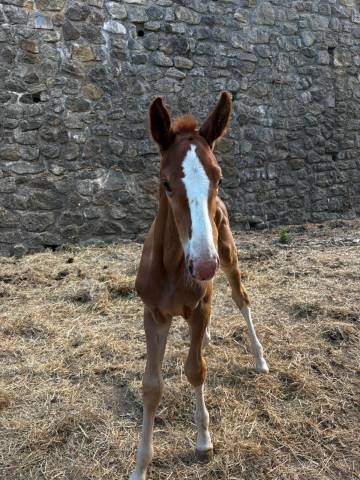 Foal luccianno / baloubet du rouet