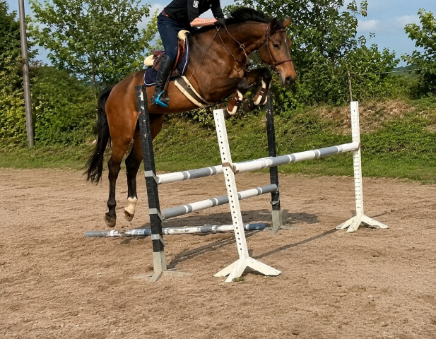 Cheval de sport 