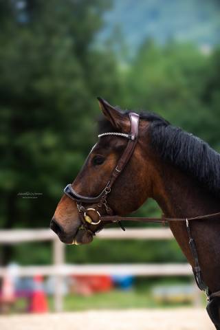 Cheval de sport 