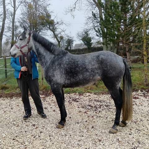 Poney d onc 148cm