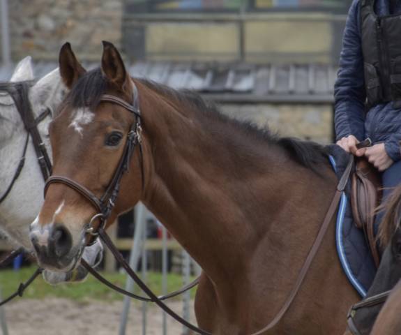 Selle français de 11 ans à vendre