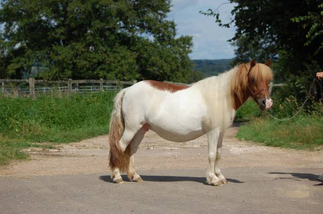 Ponette shetland pp suitée