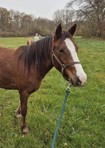 Ponette b