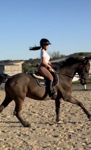 Hongre holsteiner 8 ans