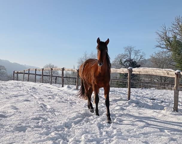 Hongre pure race espagnole 2 ans