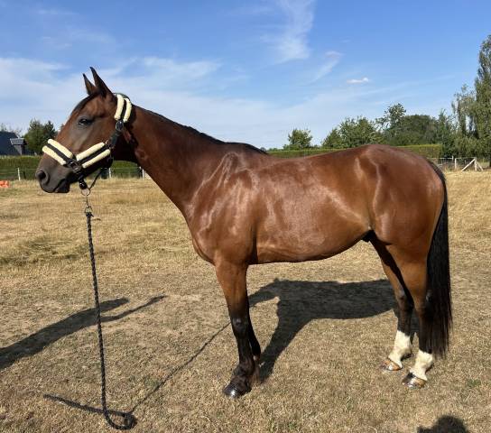 Hongre trotteur 