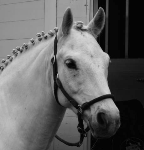 Poney maître d’ecole de p2 à p élite à louer