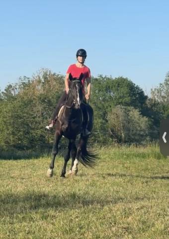 Mister 4ans trotteur français 