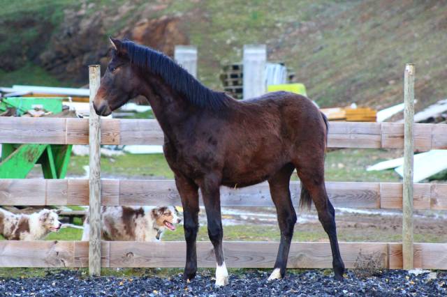 Poulain pure race espagnol pp