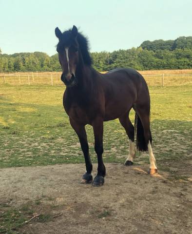 Super poney