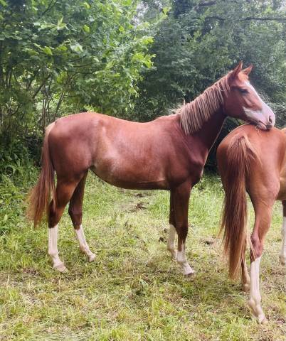 Pouliche 2ans sf 
