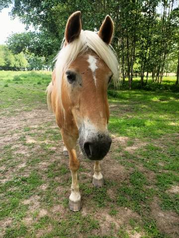 Jument haflinger pp pour compagnie