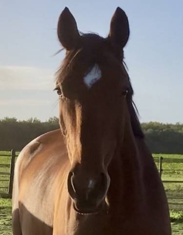 Lyknis de buissy