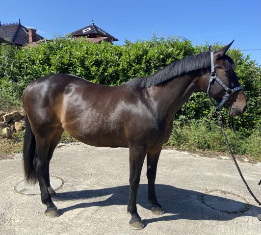 Vends jument tf pp typée sf