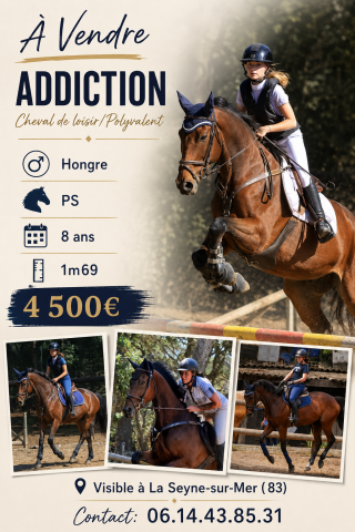 Urgent à vendre gentil cheval polyvalent