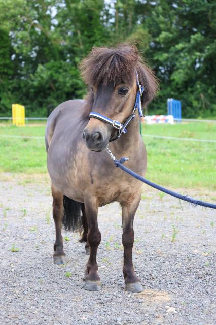 Magnifique ponette de 9 ans 