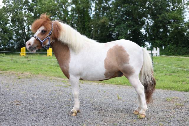 Magnifique poney de 11 ans