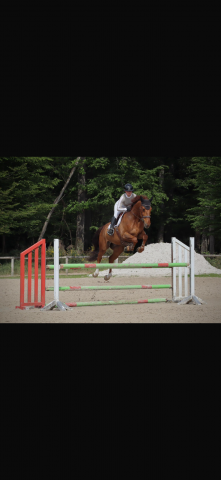 Cheval cso