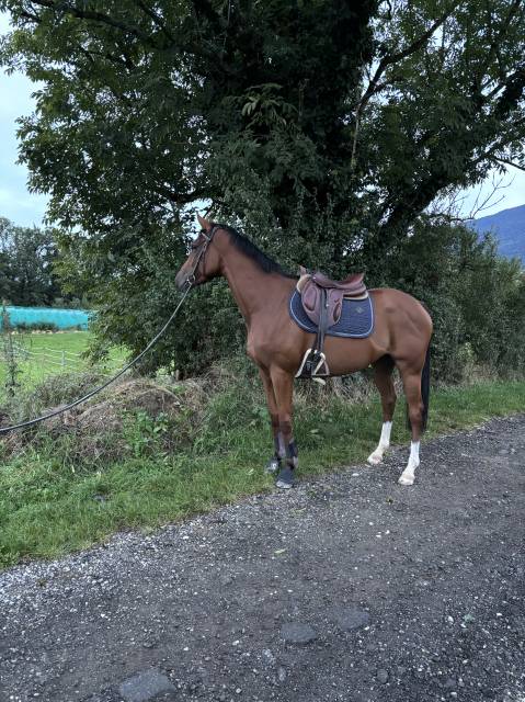 Selle Devoucoux Chiberta monoquartiers 17