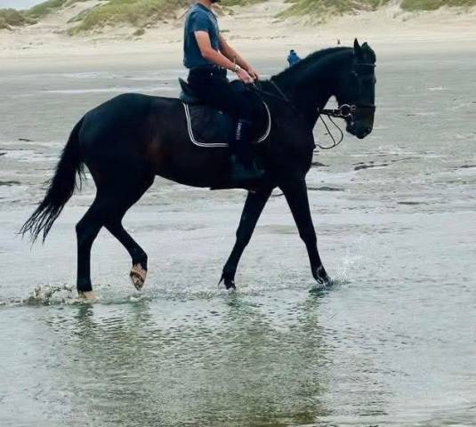 Superbe hongre polyvalent à vendre