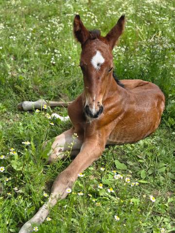Pouliche 