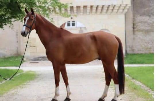 Hongre oldenbourg 12 ans 