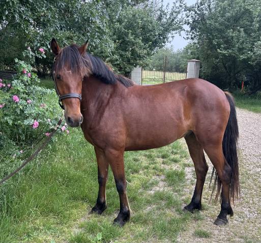 Poney d 