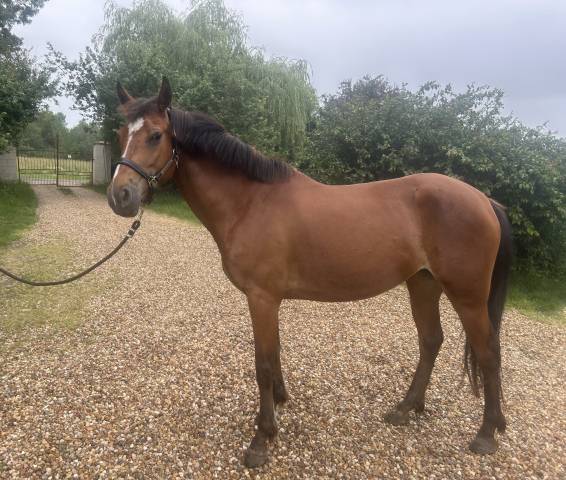 Ponette d