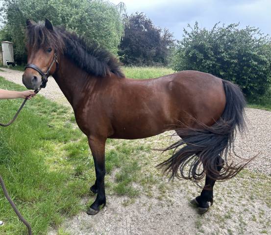 Poney c 