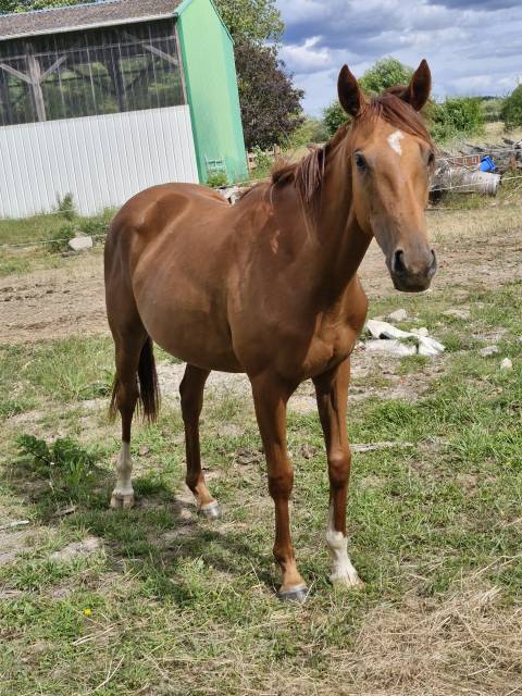 Jument pur-sang 2 ans