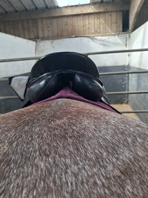Selle 16,5 mixte 
