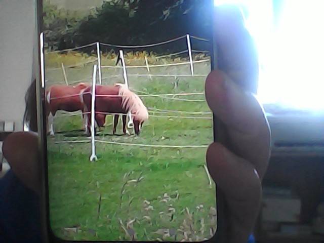 Deux shetlands a vendre