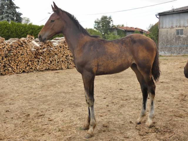 Poulain sf itoki de riverland 