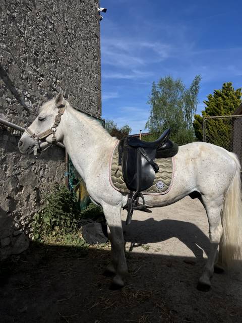 Selle dressage 17,5" noir quartier taille M&eacute;dium 