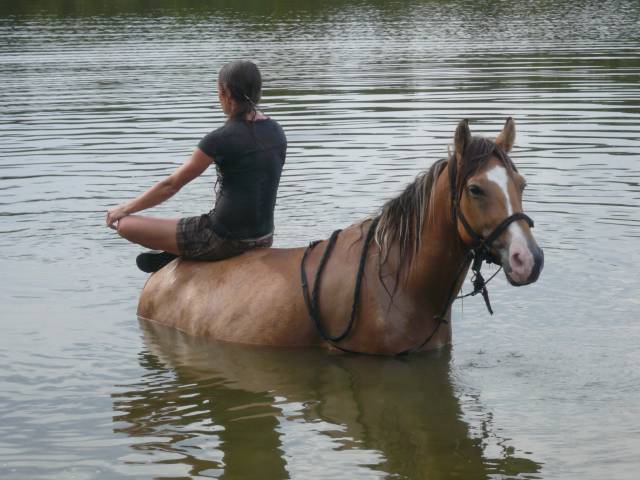 Jument de 13 ans demi fiord