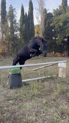 Jument trotteuse