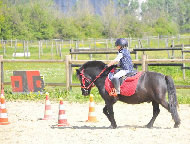 Poney shetland 1m10