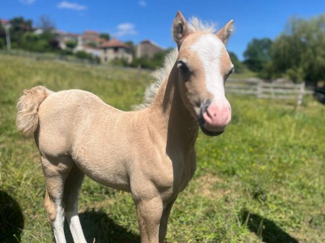 Foal welsh mountain