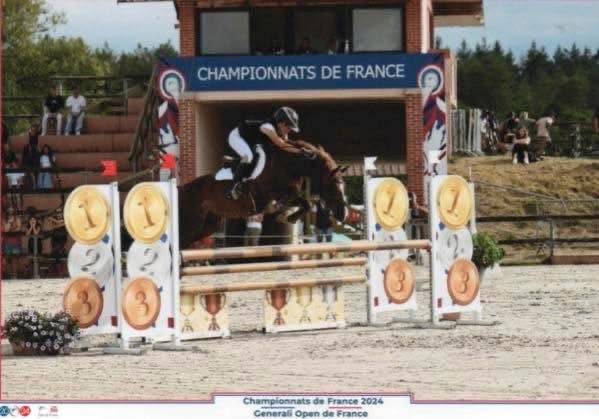 Welsh cob 11 ans